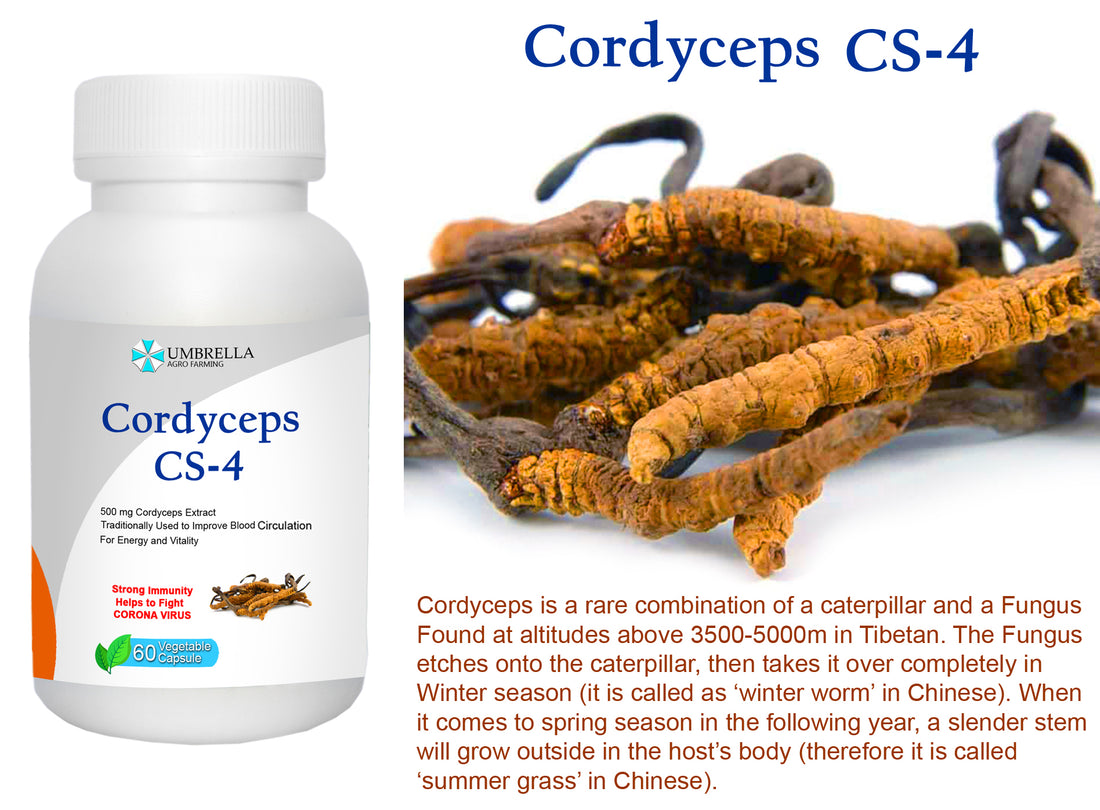 Cordyceps CS-4 Capsule