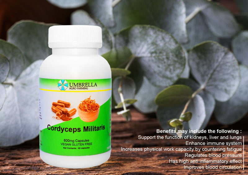 Cordyceps Militaris Capsule